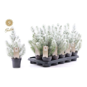 PINUS SILVER CREST P10.5 SNOW