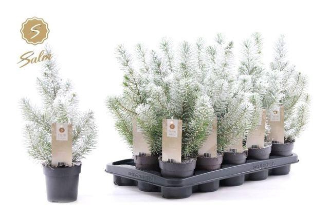 <h4>PINUS SILVER CREST P10.5 SNOW</h4>