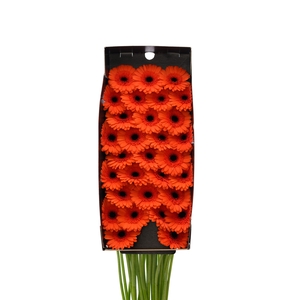 Germini Caramba Doos