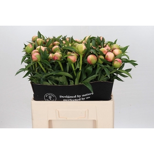 Paeonia Coral Yellow