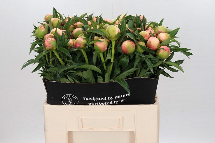 <h4>Paeonia Coral Yellow</h4>