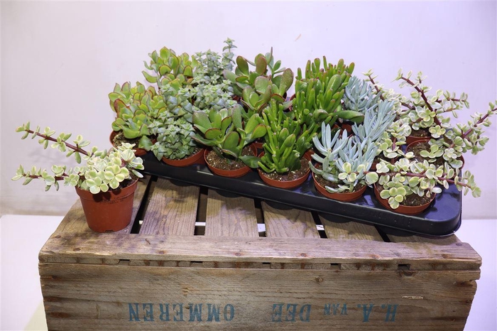 <h4>arr8 Succ Gem 6 Srt</h4>