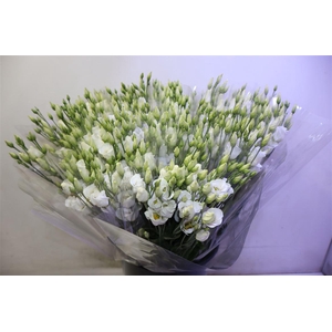 Eus E Picco White X5