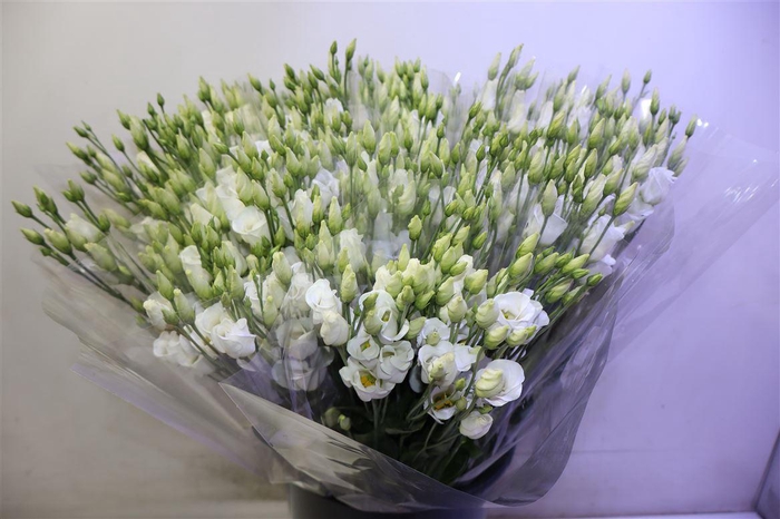 <h4>Eus E Picco White X5</h4>