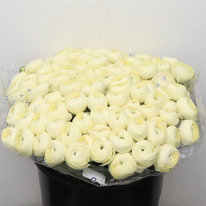 Ran Su Sr Commed1a Creme 1a