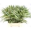 Sanderiana White 45cm