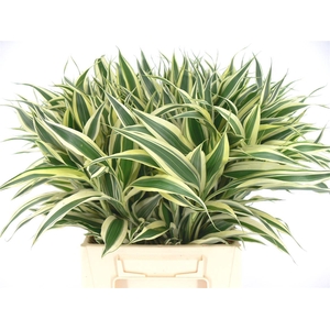 Sanderiana White 45cm