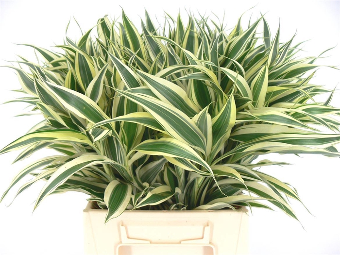 Sanderiana White 45cm