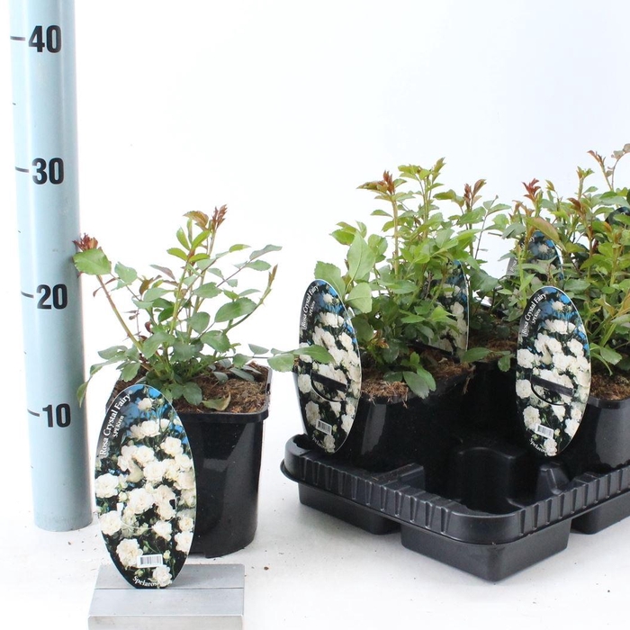 <h4>Rosa Spelarosa Crystal Fairy</h4>