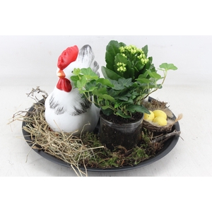 arr2 MB - Black zink plate chicken