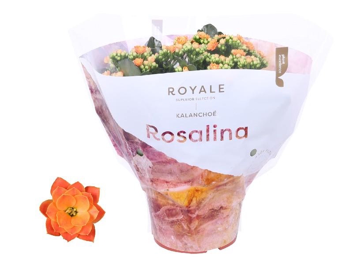 Kalanchoe Rosalina oranje Royal oranje, beperkt leverbaar