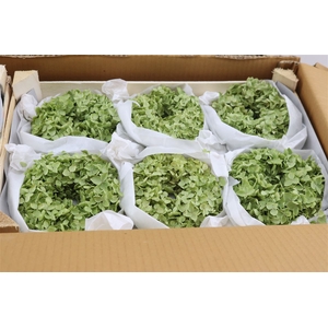 Wr Hydrangea Annabelle Gomph Mix 12cm