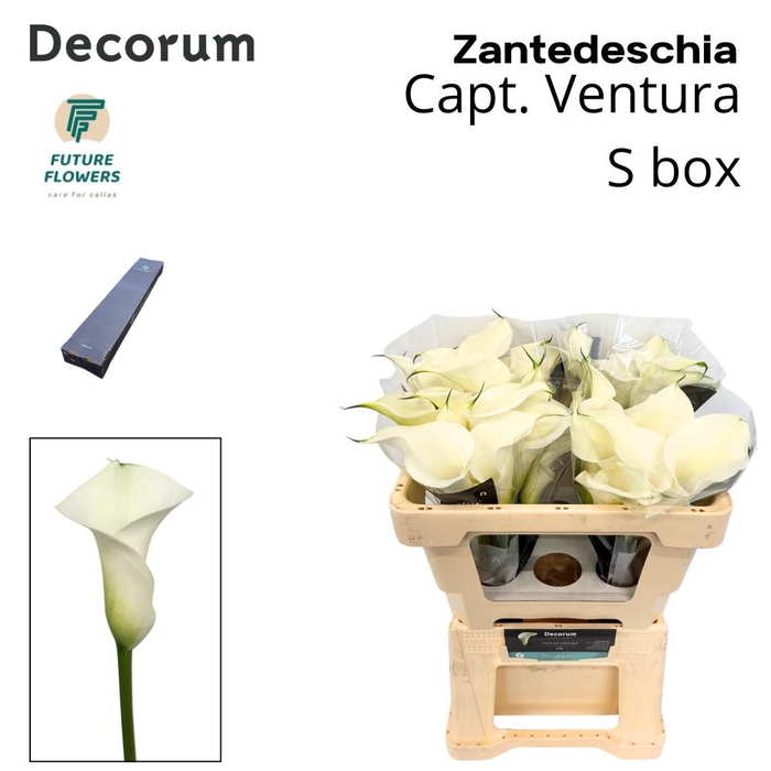 <h4>ZANT CAPT VENTURA SMALL BOX 55 CM 40 ST.</h4>