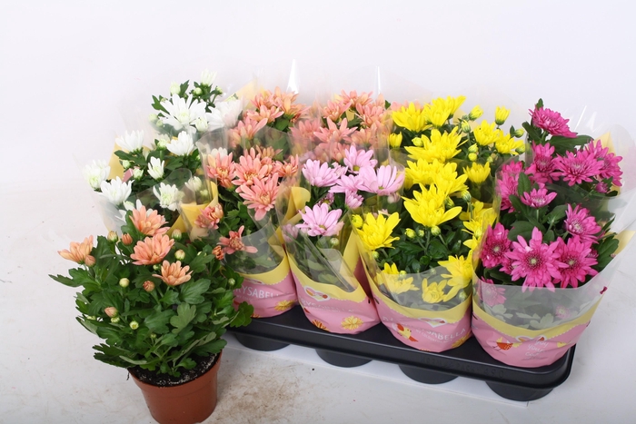 <h4>CHRYS GEM 5 KL</h4>