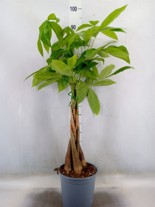 <h4>Pachira aquatica</h4>
