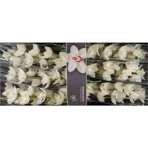 Cymb Tak Snowcastle x 6