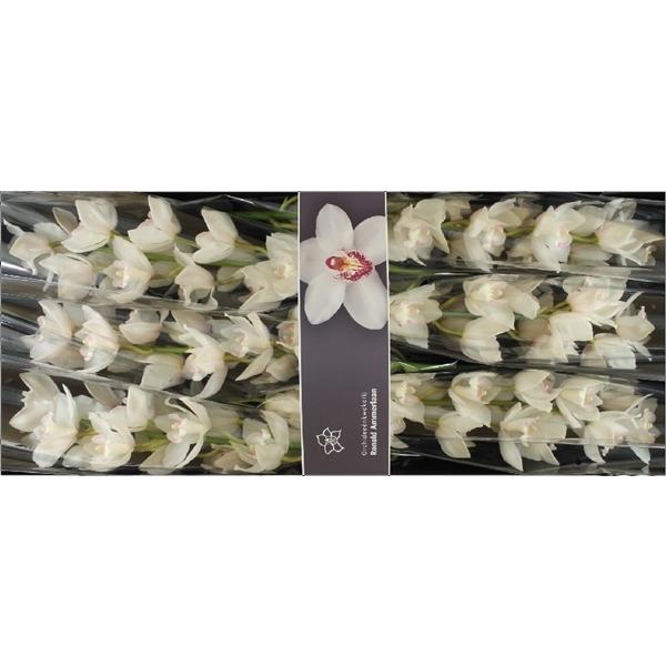 <h4>Cymb Tak Snowcastle x 6</h4>