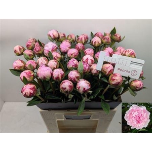 Paeo L Sara Bernhard Extra!!