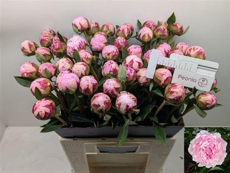 <h4>Paeo L Sara Bernhard Extra!!</h4>