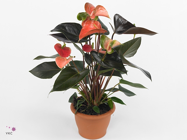 Anthurium andr. 'Rainbow Champion'