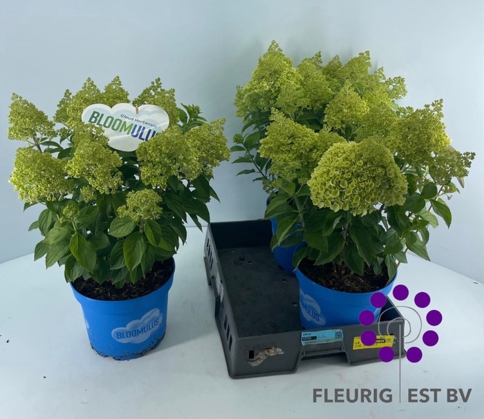 <h4>HYDR PA BLOOM STRATI</h4>