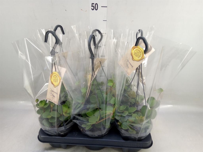 <h4>Peperomia tetraphylla 'Hope'</h4>