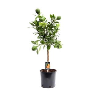 Citrus Red Lemon