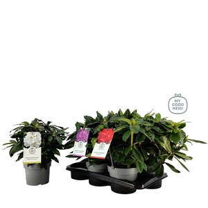 Rhododendron 30-35 /2 liter 'Mix Tray'