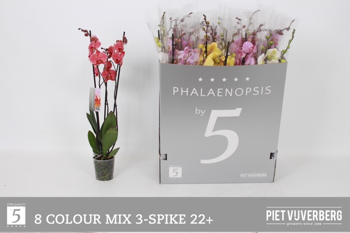 <h4>PHAL GEM 8 KL</h4>