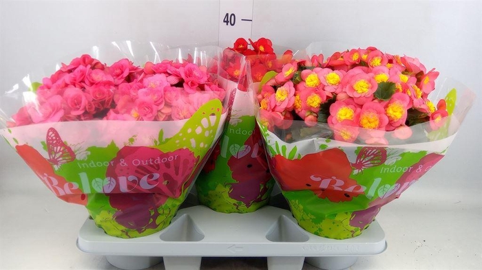 <h4>Begonia elat. HL 'Belove'   ...mix</h4>