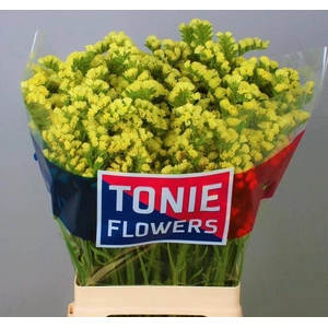 LIM S SIN MAX YELLOW