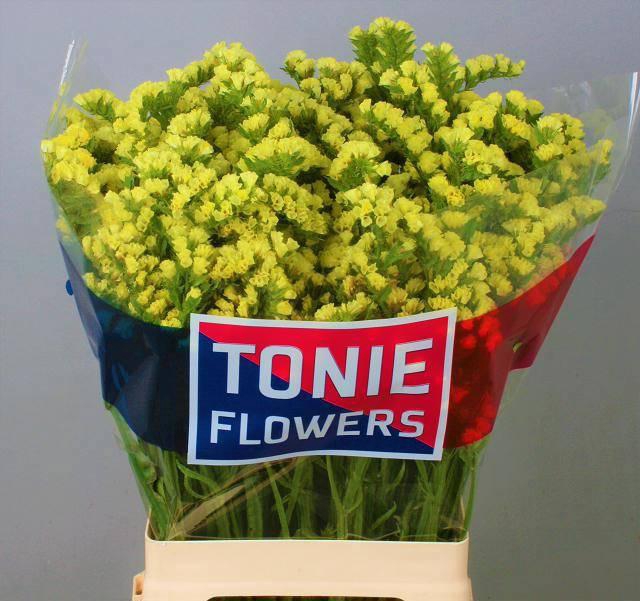 <h4>LIM S SIN MAX YELLOW</h4>