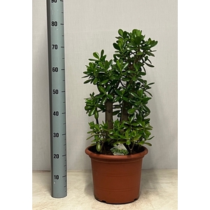 CRASS OVATA