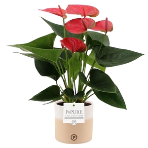 Anthurium Sweet Dream in Pure Rosy ceramics