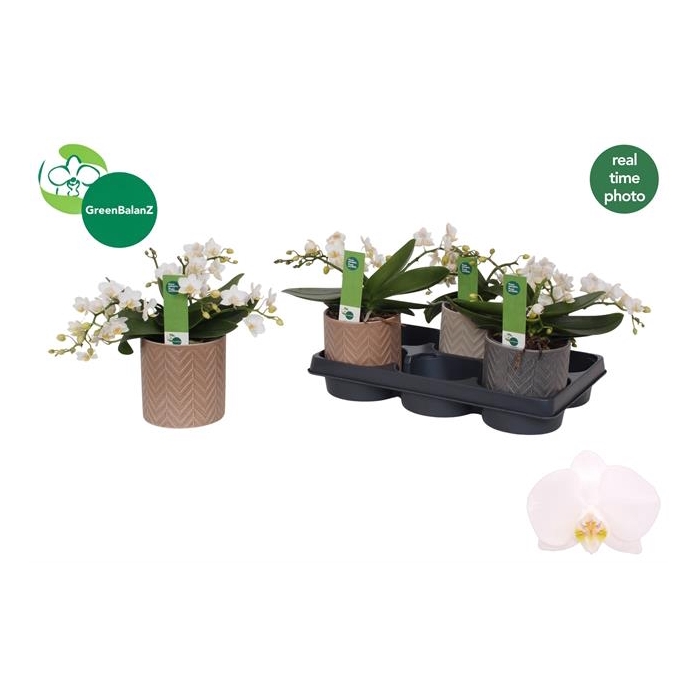 <h4>Phalaenopsis MF Anthura Nazare 12Ø 20cm 4st 40fl</h4>