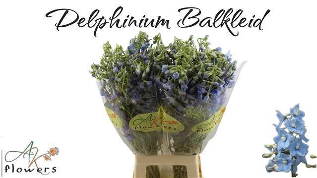 <h4>DELPH EN BALLKLEID</h4>