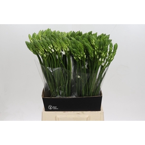 Ornithogalum Thyrsoides BIG WHITE