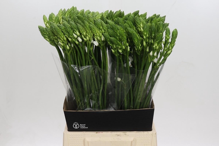 Ornithogalum Thyrsoides BIG WHITE
