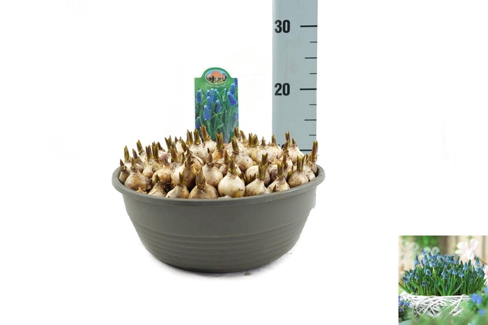 <h4>Muscari Blue Magic</h4>