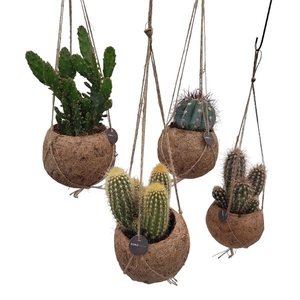 Kokodama Cactus Mix Hang