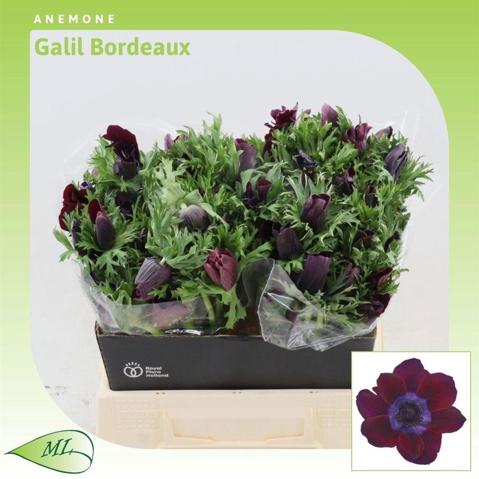 <h4>ANEM CO GALIL BORDEA</h4>