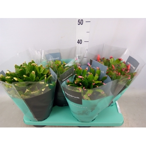 Schlumbergera   ...mix 3