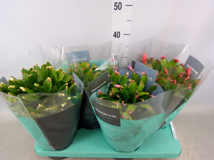 <h4>Schlumbergera   ...mix 3</h4>