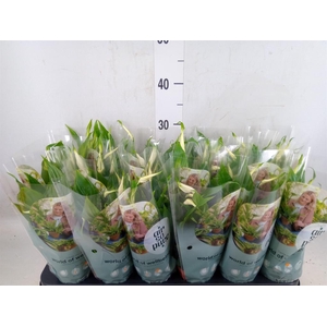 Spathiphyllum  'Chopin'