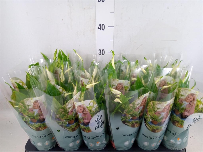 <h4>Spathiphyllum  'Chopin'</h4>
