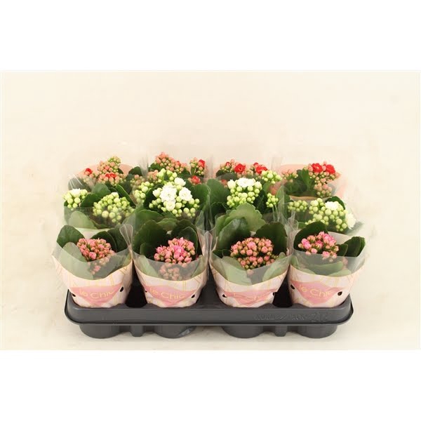 <h4>Kalanchoe Grandiva XL Mixed</h4>