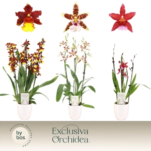 Cambria, Mix 3-spike in Lotte White 'Exclusiva Orchidea'