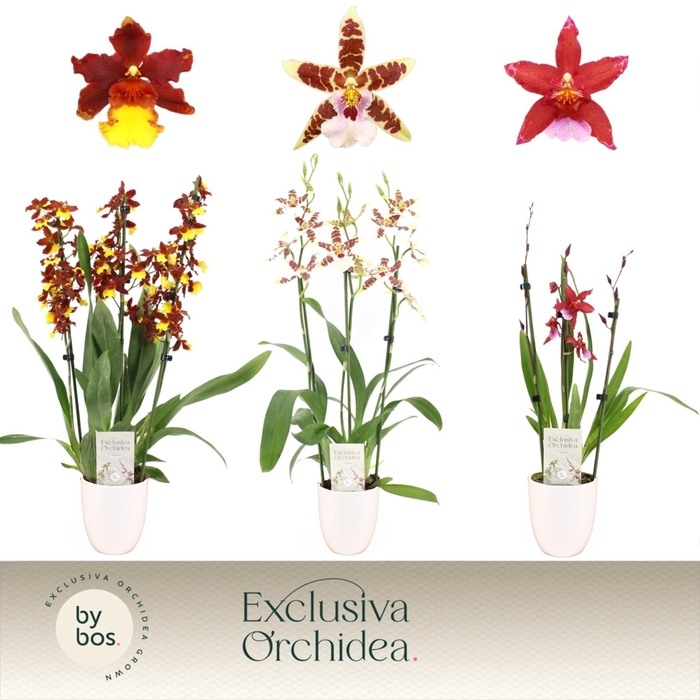 <h4>Cambria, Mix 3-spike in Lotte White 'Exclusiva Orchidea'</h4>