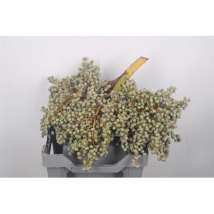 Dadels 2 Kilo Per Stuk