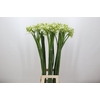 Ornithogalum saundersiae